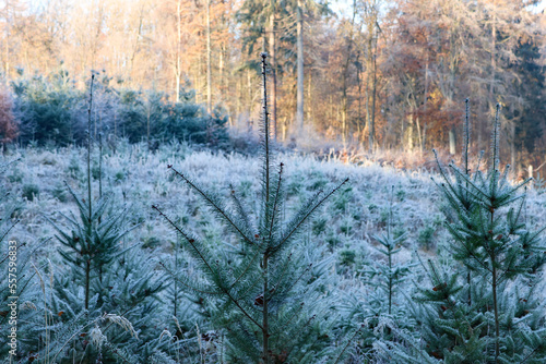 Winterwald im Kalletal photo