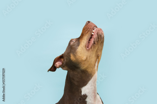 Close-up mixed breed american bully begging food, showing tooth and looking up. Isolated on blue pastel background