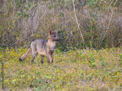 Crab-eating Fox standing on the grass in Pantanal  Brazil