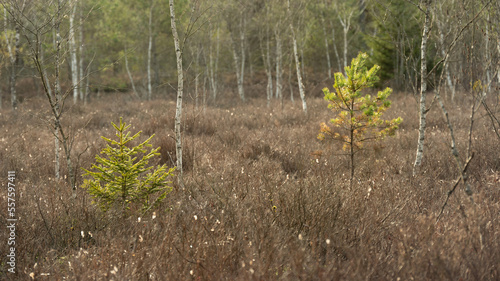 Junge zarte Nadelbäumchen zwischen Birken im Moorwald
