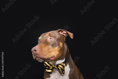 Angry  stressed mixed.-breed dog celebrating carnival or new year s eve. Isolated on black background