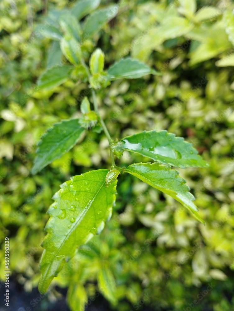 close up photo of dew affected teh-tehan (Acalypha siamensis) leaves. The teh-tehan tree is usually planted as an ornamental plant for natural fences. close up photo of dew affected teh-tehan (Acalypha siamensis) leaves. The teh-tehan tree is usually planted as an ornamental plant for natural fences.