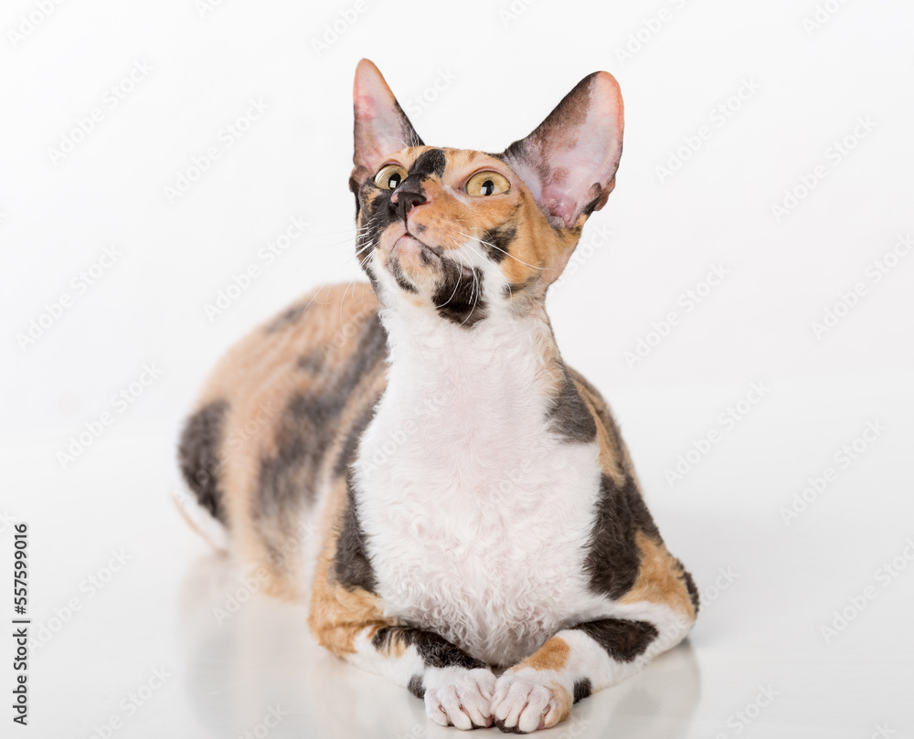 Curious Cornish Rex Cat Sitting on the White Desk. White Background Curious Cornish Rex Cat Sitting on the White Desk. White Background