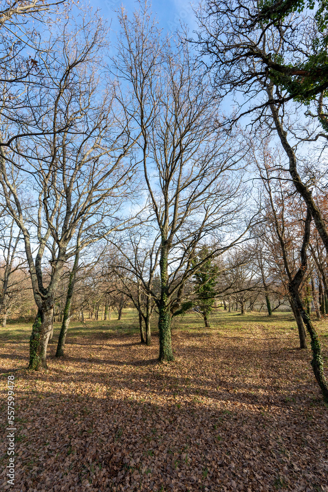 Forêt an automne