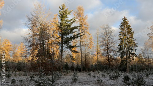 Winterwald im Kalletal © Tattiliana