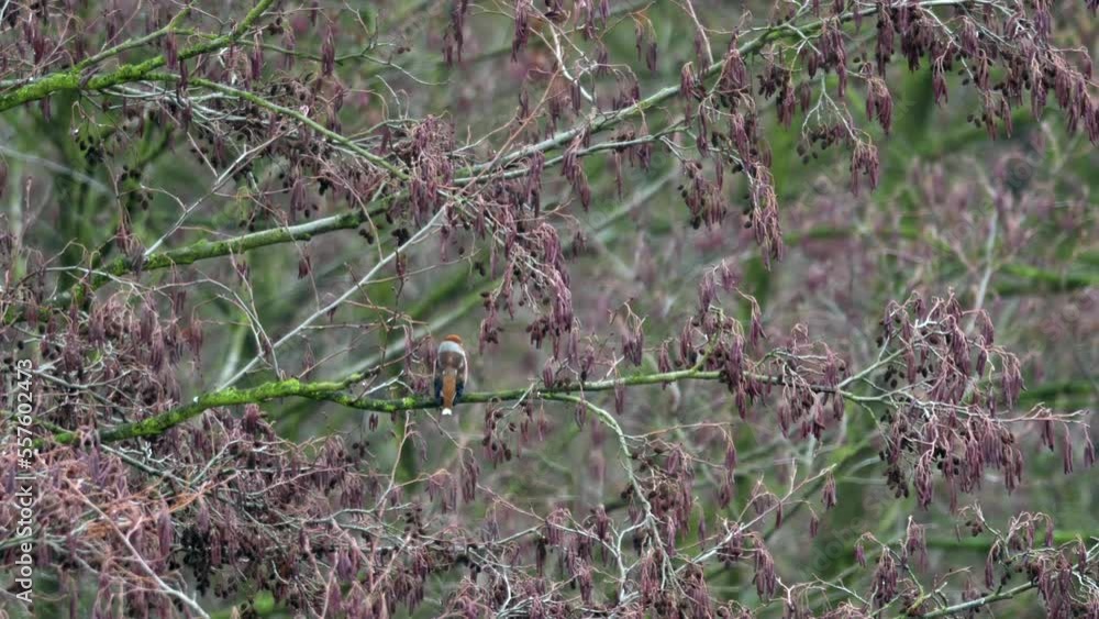 The hawfinch (Coccothraustes coccothraustes) perching on a tree branch. Shallow depth of field, you can see the forest in the background. The hawfinch (Coccothraustes coccothraustes) perching on a tree branch. Shallow depth of field, you can see the forest in the background.