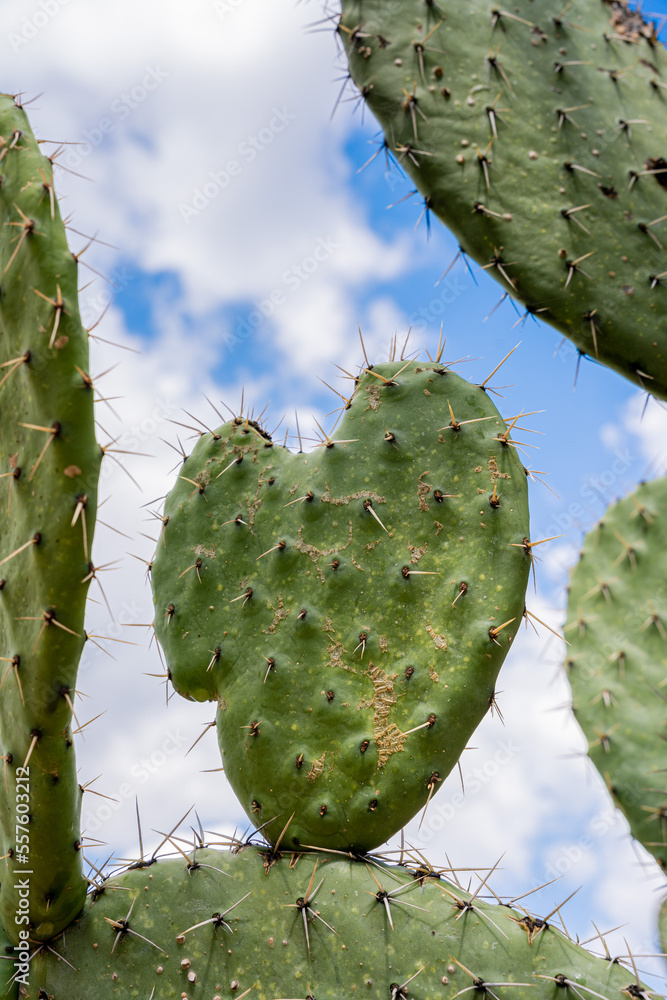 artistic photography of mexican nopal artistic photography of mexican nopal