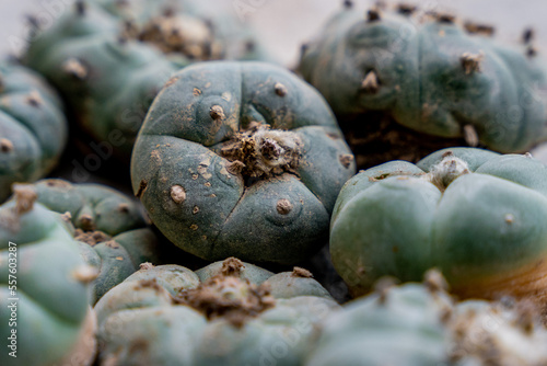 freshly cut peyote or Lophophora williamsii