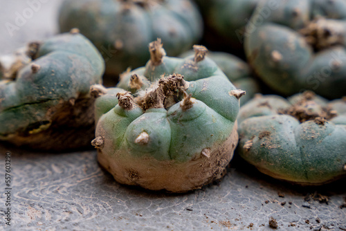 freshly cut peyote or Lophophora williamsii