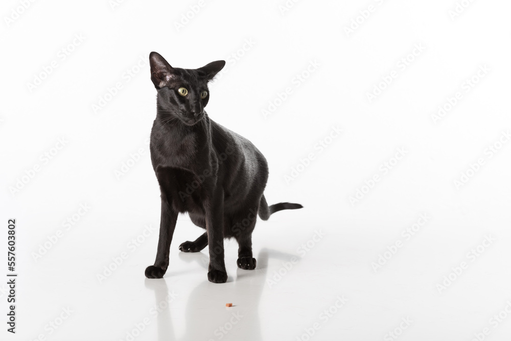 Curious Black Oriental Shorthair Cat Sitting on White Table with Reflection. White Background. Food on the Ground.