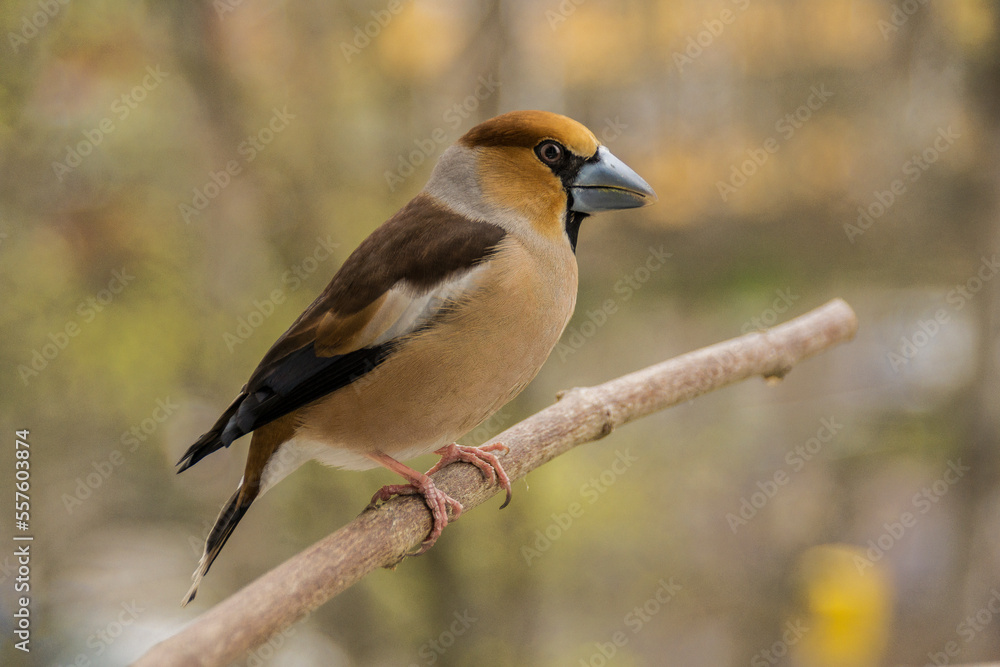 Kernbeisser  (Coccothraustes coccothraustes)