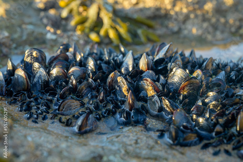 Colony of mussels bivalve molluscs on underwater rocks visible during low tide o Fototapet