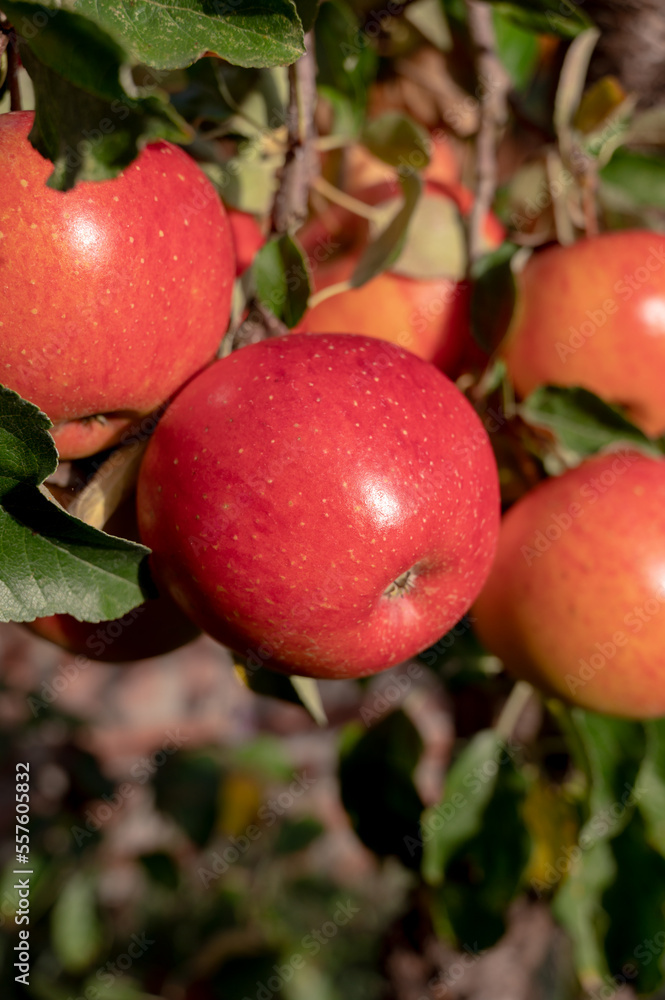 Big ripe red braeburn apples hanging on tree in fruit orchard ready to harvest Big ripe red braeburn apples hanging on tree in fruit orchard ready to harvest