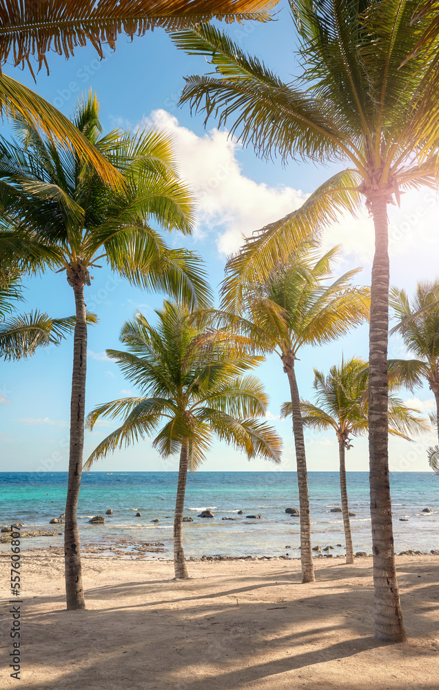 Beautiful Caribbean beach with coconut palm trees on a sunny day.