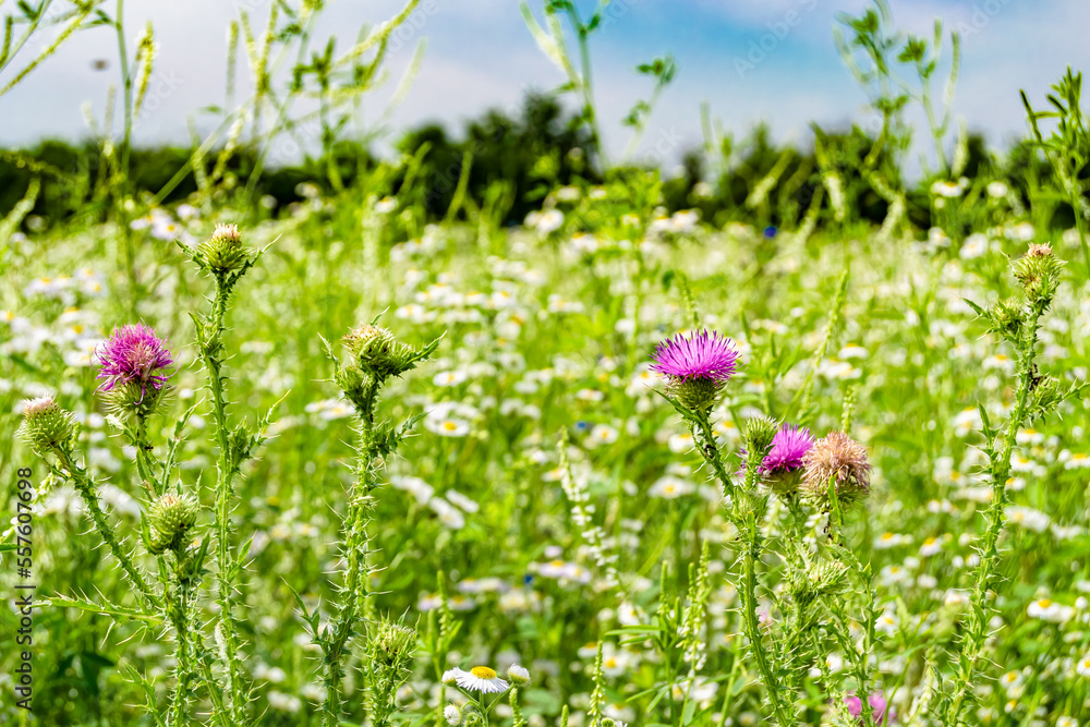 Beautiful growing flower root burdock thistle on background meadow