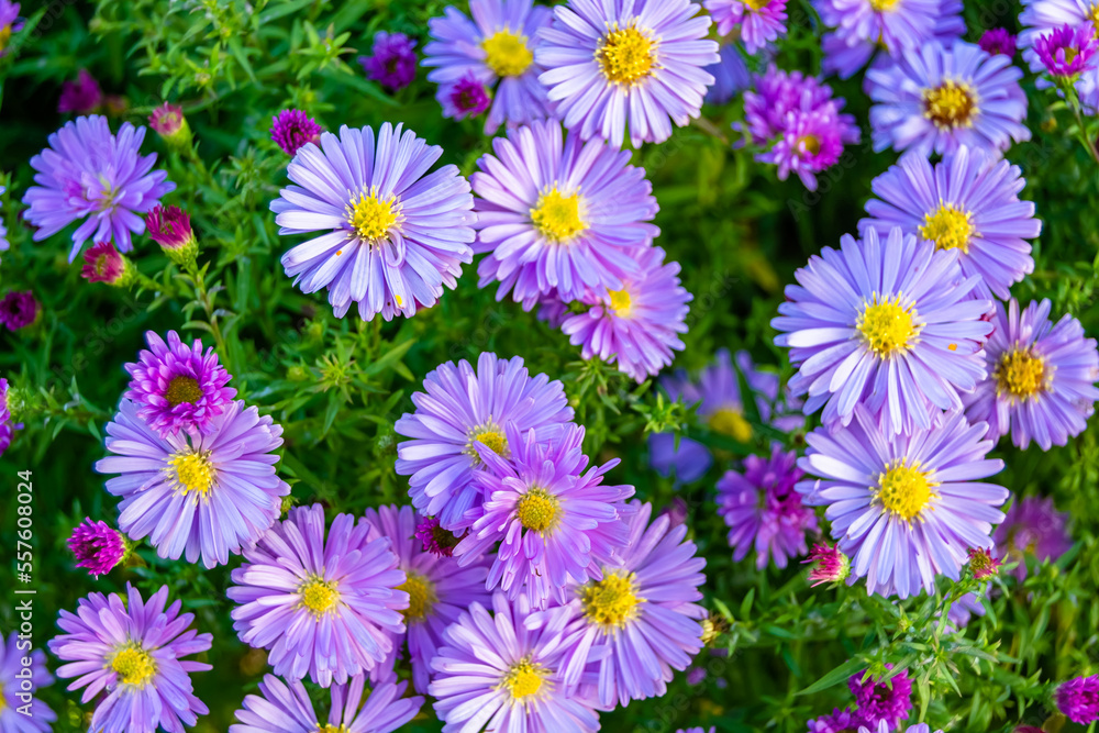 Fine wild growing flower aster false sunflower on background meadow Fine wild growing flower aster false sunflower on background meadow