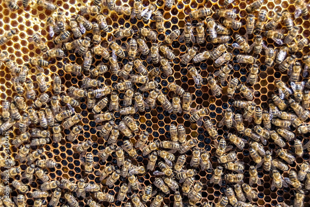 Abstract hexagon structure is honeycomb from bee hive filled Abstract hexagon structure is honeycomb from bee hive filled