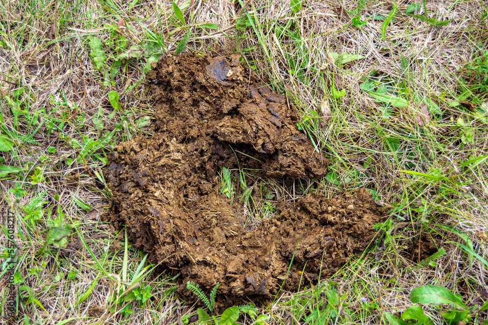 Photography on theme fresh cow dung lies on manure animal farm Photography on theme fresh cow dung lies on manure animal farm