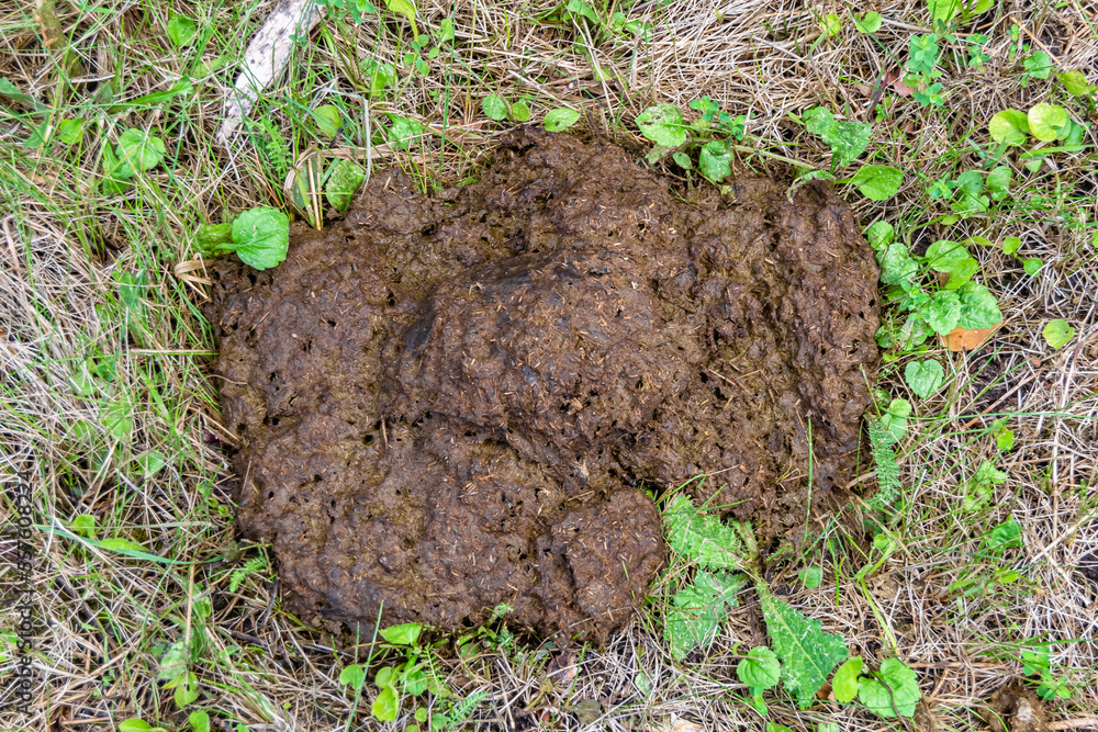 Photography on theme fresh cow dung lies on manure animal farm Photography on theme fresh cow dung lies on manure animal farm