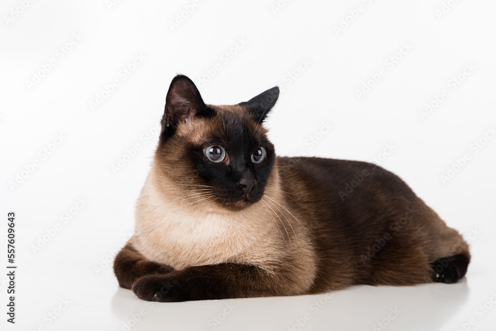Siamese Cat Lying on the white desk. White background. Looking Right.