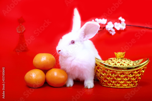 Happy Lunar Chinese New Year 2023, cute white rabbit bunny with gold ingot, Mandarin orange and plum blossom flower on red background, lucky symbol item oriental Asian style. © Stella