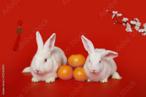 Happy Lunar Chinese New Year 2023, two cute white rabbit bunny with Mandarin orange and plum blossom flower on red background, lucky symbol item oriental Asian style. © Stella
