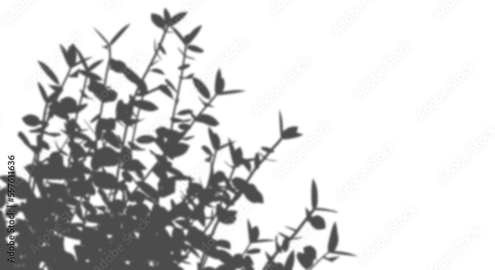 Nature plants shadow shade cutout transparent backgrounds 3d illustration Nature plants shadow shade cutout transparent backgrounds 3d illustration