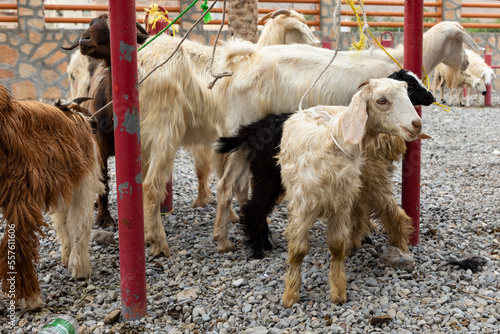 Omani sheep barn in Nizwa , Oman photo