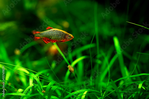 Danio margaritatus Freshwater fish, celestial pearl danio in the aquarium, is often as often referred as galaxy rasbora or Microrasbora Galaxy. Animal aquascaping photography with a focus gradient. photo