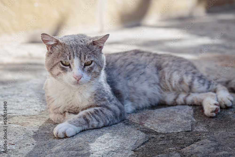 Portrait of a gray homeless tabby cat. Stray cat lying down on paving stones. Abandoned animal Portrait of a gray homeless tabby cat. Stray cat lying down on paving stones. Abandoned animal