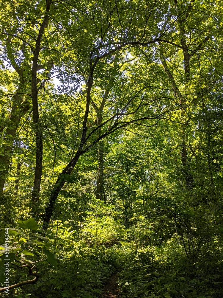 Nature Nature