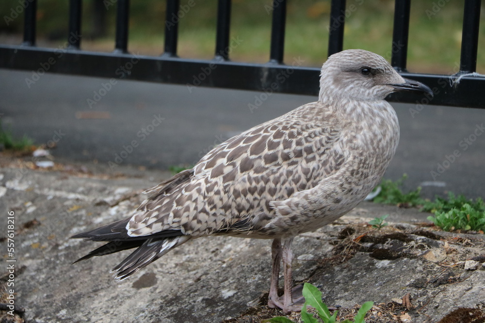 Obraz premium Charadriiformes young bird