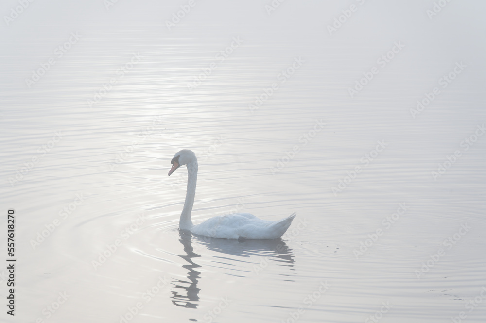 Fototapeta premium Swan paddling in lake and early morning mist