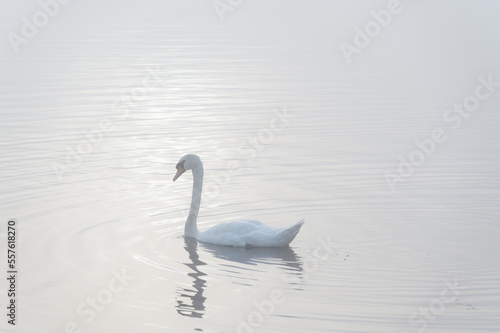 Swan paddling in lake and early morning mist © Richard Johnson