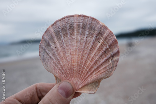 Scallop Shell