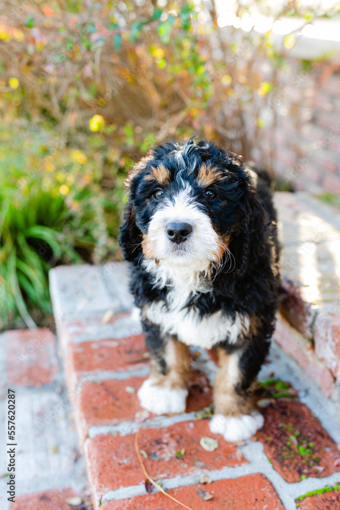 Fototapeta premium bernedoodle