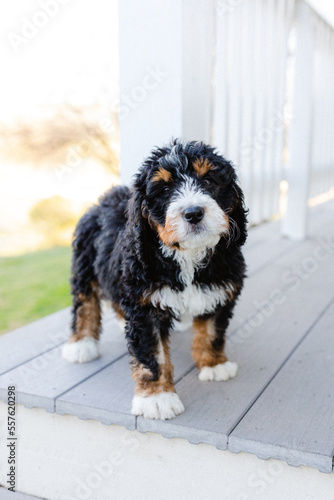 bernedoodle