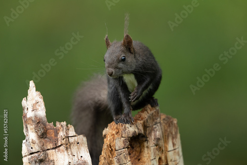 Eurasian red squirrel sitting on a branch