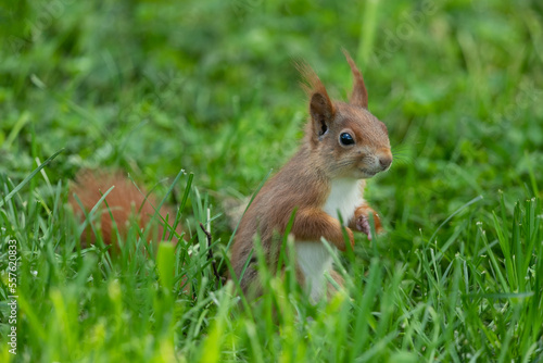 Eurasian red squirrel in a meadow © Wolfgang Kruck