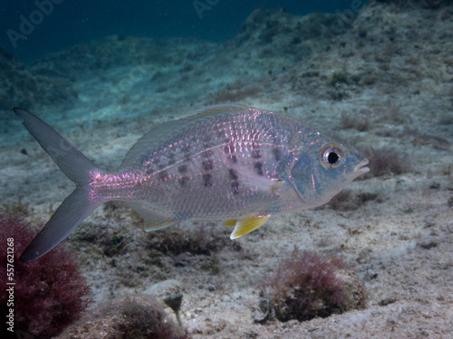 Yellowfin Mojarra
