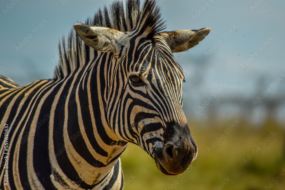 Naklejka premium Cape Burchell's zebra in game reserve in South Africa