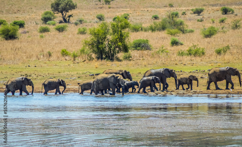 A big breeding herd of Elephants drinking water in Pilanesberg national park A big breeding herd of Elephants drinking water in Pilanesberg national park