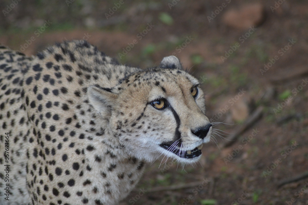 Portrait of a Cheetah - acinonyx jubatus in savannah in South Africa game reserve Portrait of a Cheetah - acinonyx jubatus in savannah in South Africa game reserve