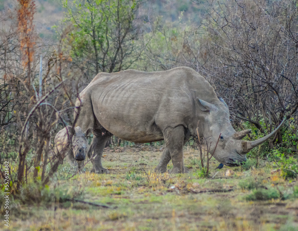 A cute and adorable Rhino calf and mother grazing peacefully in a South African game reserve A cute and adorable Rhino calf and mother grazing peacefully in a South African game reserve