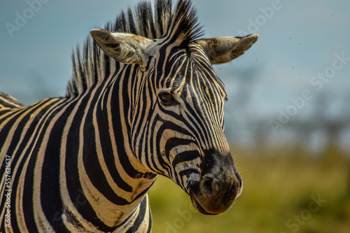 Cape Burchell s zebra in game reserve in South Africa