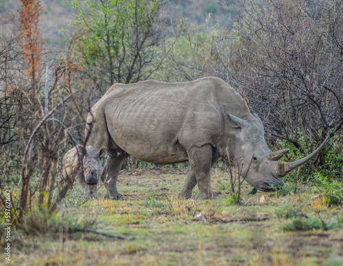 A cute and adorable Rhino calf and mother grazing peacefully in a South African game reserve
