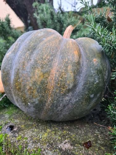 pumpkin in the garden