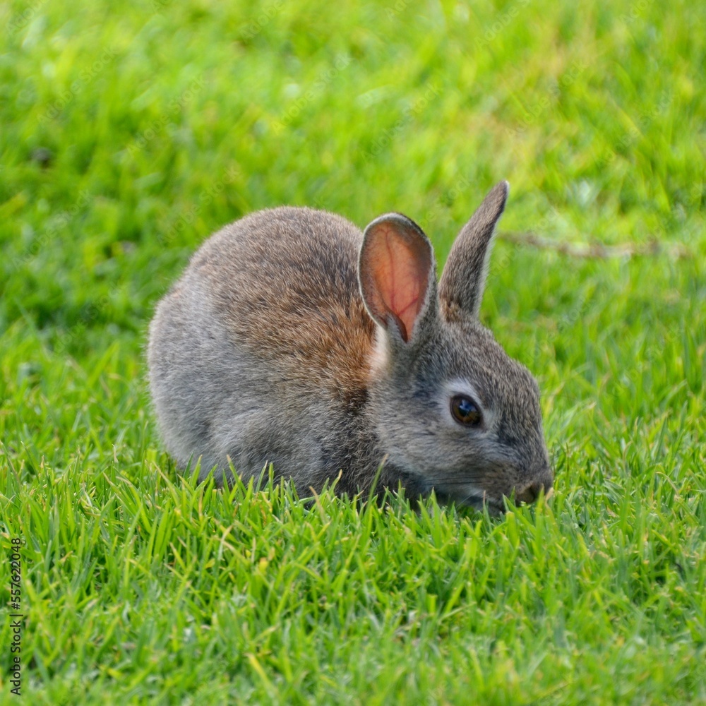 Fototapeta premium Baby rabbit in the grass