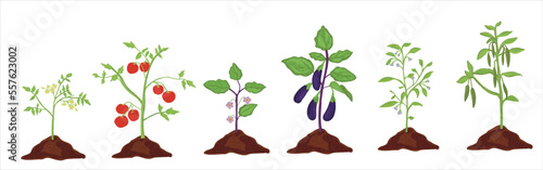Growth stages of aubergine, tomato and green pepper plant. Aubergine, tomato and green pepper vector illustration