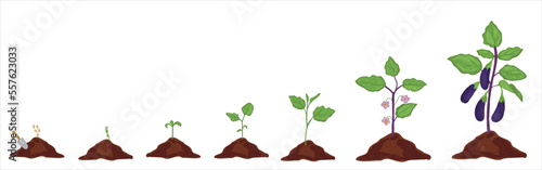 Growth stages of aubergine plant. Aubergine growing stages vector illustration